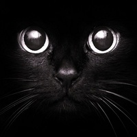 Обложка альбома черный кот исполнителя Fip